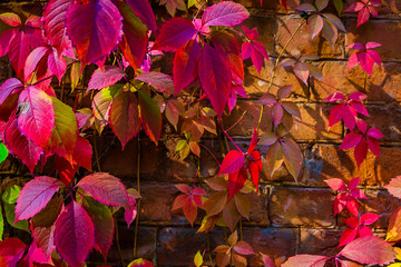 Autumn leaves of maiden grapes on the background of a brick wall. Autumn background.