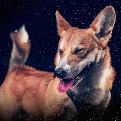 Chien éternue