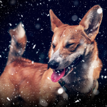 Chien content sous la neige