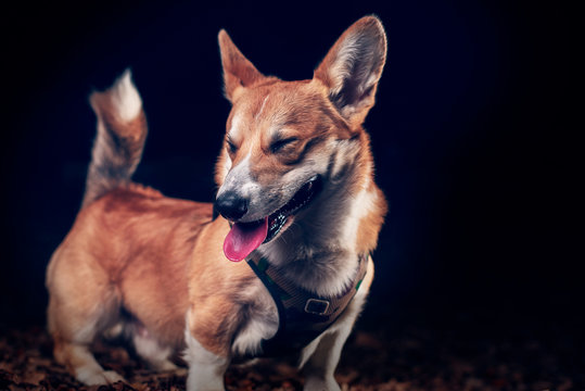Chien tire la lague