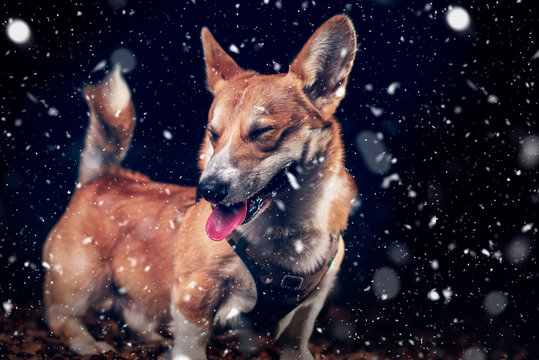 Chien sous la neige