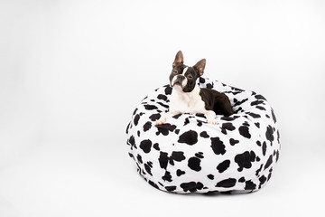 dog on cow pillow