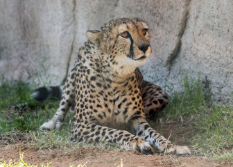 Wild Animal Cheetah or Tiger in Jungle