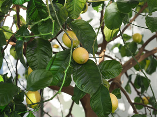 lemon tree fruit