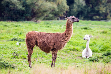 Pair of adorable llums - white and brown