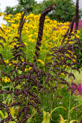 Veratrum nigrum in garden. Veratrum nigrum (common name black false hellebore) is a widespread Eurasian species of perennial flower of the family Melanthiaceae.