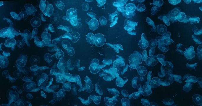 Jelly fish swim inside water tank