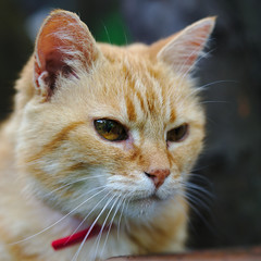 gros plan sur un chat domestique roux contemplatif