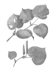 Kawakawa Tree Branch Pencil Illustration Isolated on White - obrazy, fototapety, plakaty