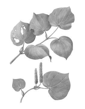 Kawakawa Tree Branch Pencil Illustration Isolated on White