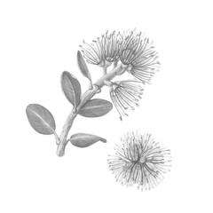 Pohutukawa or New Zealand Christmas Tree Pencil Drawing Isolated on White