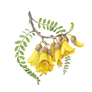 Kowhai Flowers Pencil Illustration Isolated on White with Clipping Path