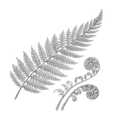 Silver Fern Hand Drawn Pencil Illustration Isolated on White