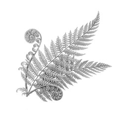 Silver Fern Hand Drawn Pencil Illustration Isolated on White