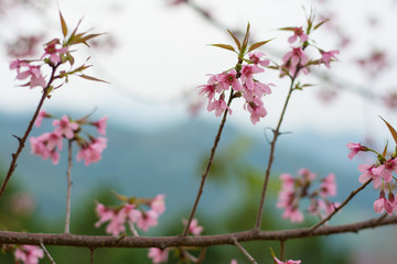 Abstract nature background bokeh tree.