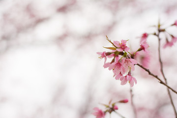 Abstract nature background bokeh tree.