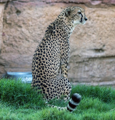 Wild Animal Cheetah or Tiger in Jungle