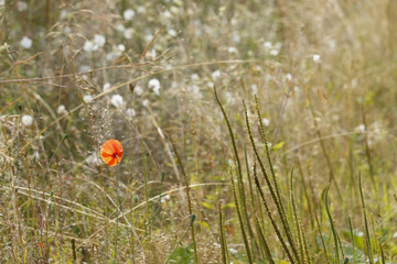 Morning in the middle of summer.