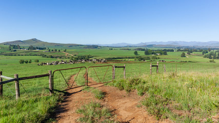 Fototapeta na wymiar Farmlands Mountains Cattle Animals Summer Fields Scenic Panorama Landscape