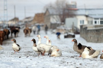 a flock of geese in the poultry farm.kars /turkey