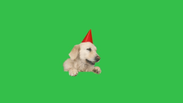 Golden retriever in a hat peeps out on a green screen. Dog breed Labrador looks, chroma key