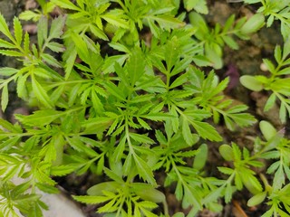 background of green leaves