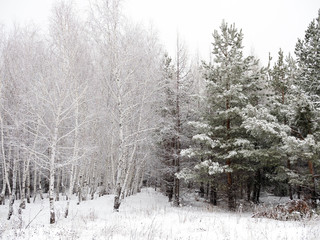 mixed forest of birch and pine covered with snow in winter