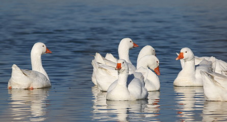Flock of white goose swimming on water