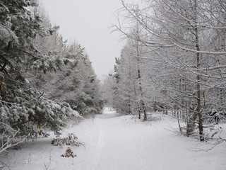 Path in the mixed winter park. Landscape. mixed forest of birch and pine covered with snow in winter