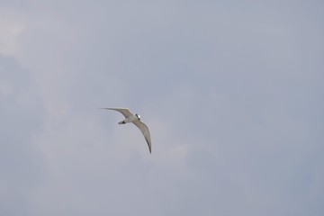 one seagull flying in blue sky