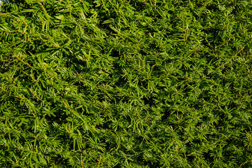green needle branches spring time natural simple background empty copy space for text