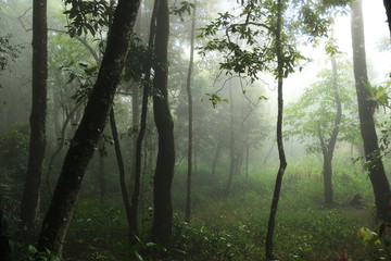 Abundant wild in the laos are very fresh and beautiful.