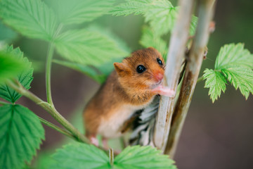 Little hazel dormouse climb the twigs in nature. Muscardinus avellanarius.