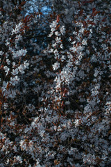 Fototapeta na wymiar Spring flowering cherry tree. Many flowers on a tree.