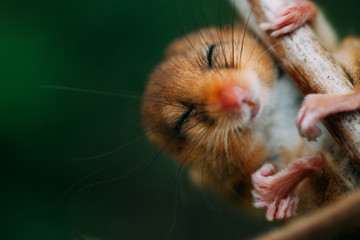 Little hazel dormouse climb the twigs in nature. Muscardinus avellanarius.