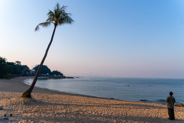 palm tree on the beach