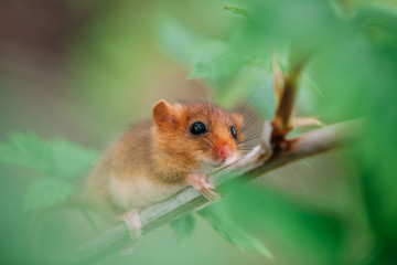 Little hazel dormouse climb the twigs in nature. Muscardinus avellanarius.