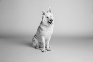 Berger blanc suisse en studio