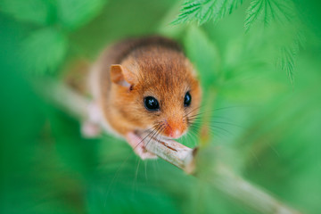 Little hazel dormouse climb the twigs in nature. Muscardinus avellanarius.