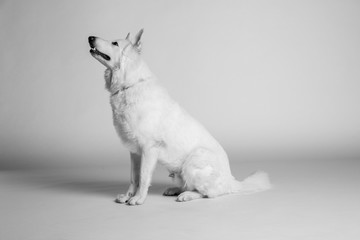 Berger blanc suisse en Studio