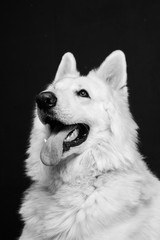 Berger blanc suisse en Studio