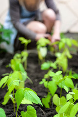 woman's hand working in the vegetable patch