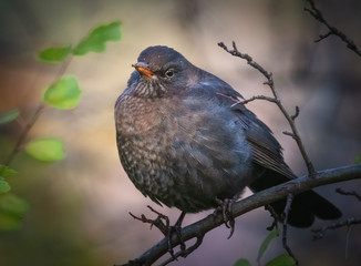 Amsel im Abendlicht