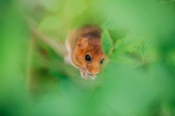 Little hazel dormouse climb the twigs in nature. Muscardinus avellanarius.