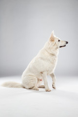 Berger blanc suisse en Studio