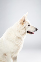 Berger blanc suisse en Studio