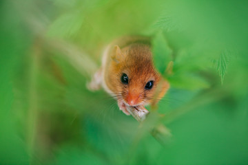 Little hazel dormouse climb the twigs in nature. Muscardinus avellanarius.