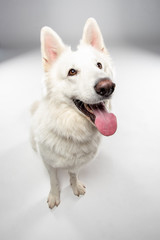 Berger blanc suisse en Studio