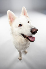 Berger blanc suisse en Studio