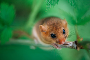 Little hazel dormouse climb the twigs in nature. Muscardinus avellanarius.